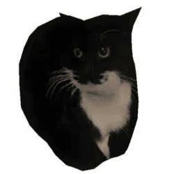 Roblox Cat IDs - RoCodes.gg - RoCodes