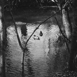 C'est la vie Music Code