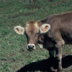 Flea Walk Music Code