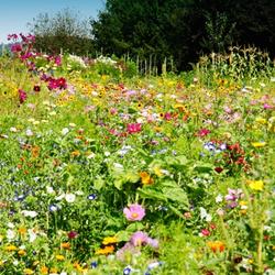 On Horseback Music Code